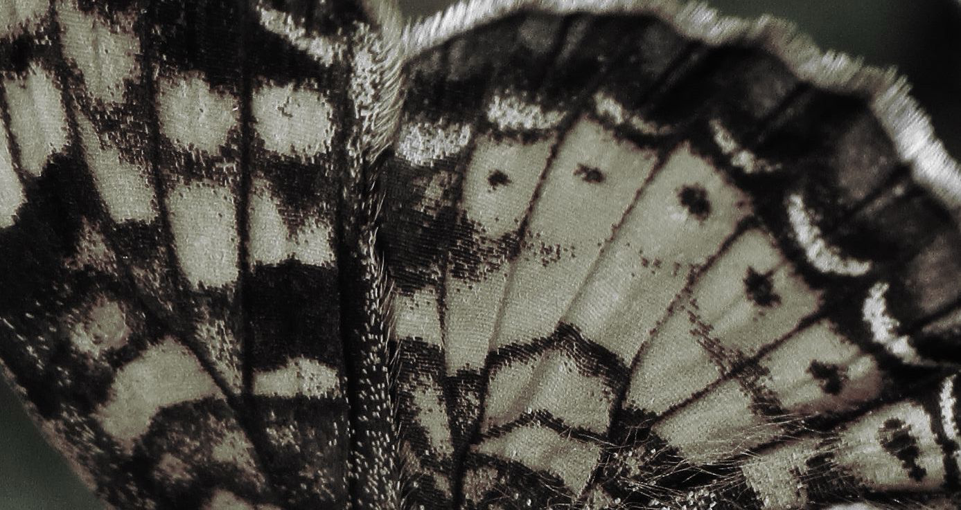 Ala de mariposa macro con textura y patrón natural en tonos oliva y negro