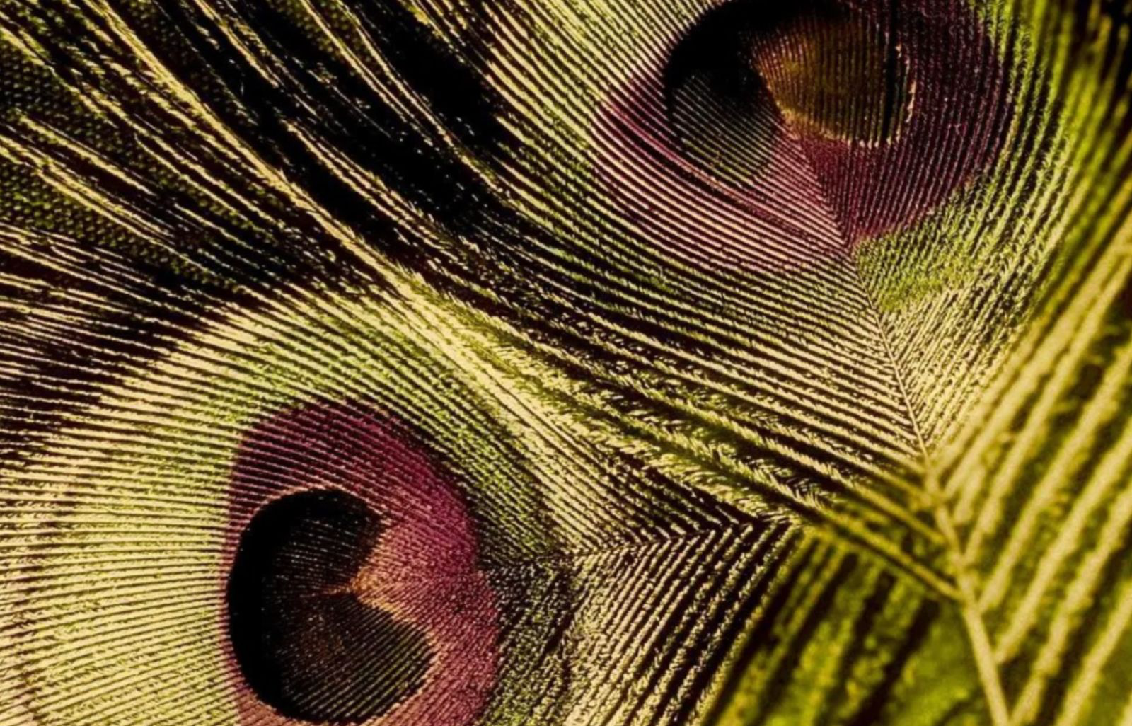 Pluma de pavo real en tonos oliva y magenta con los ojos característicos